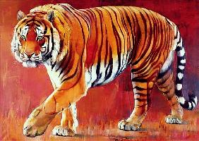 Bengal Tiger