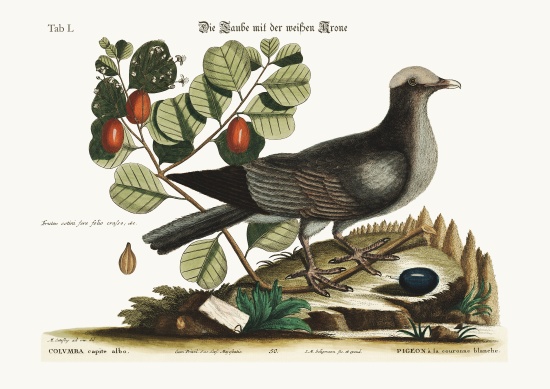 The white-crowned Pigeon à Mark Catesby