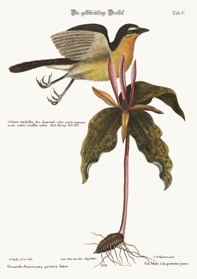 The yellow breasted Chat à Mark Catesby