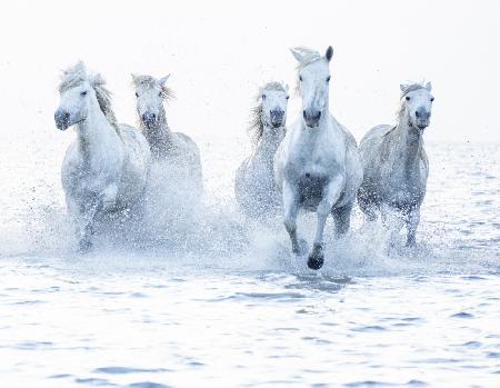 Horses on the Run