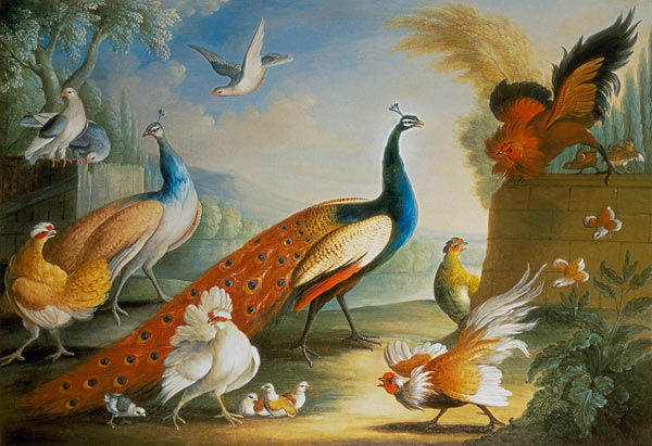 Two Peacocks, Doves, Chickens and a Rooster in a Parkland à Marmaduke Craddock