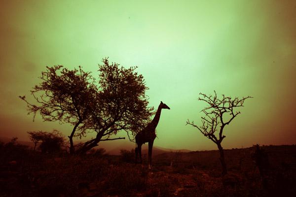 Girafe (1)