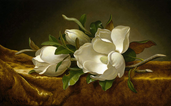 Magnolias on Gold Velvet Cloth à Martin Johnson Heade