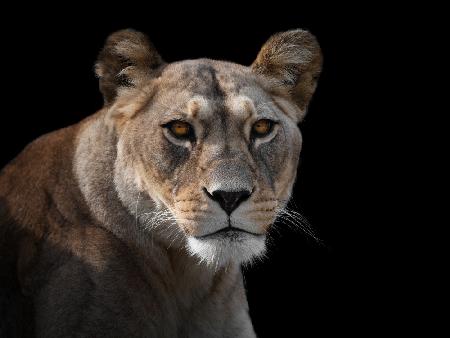 Lioness Portrait