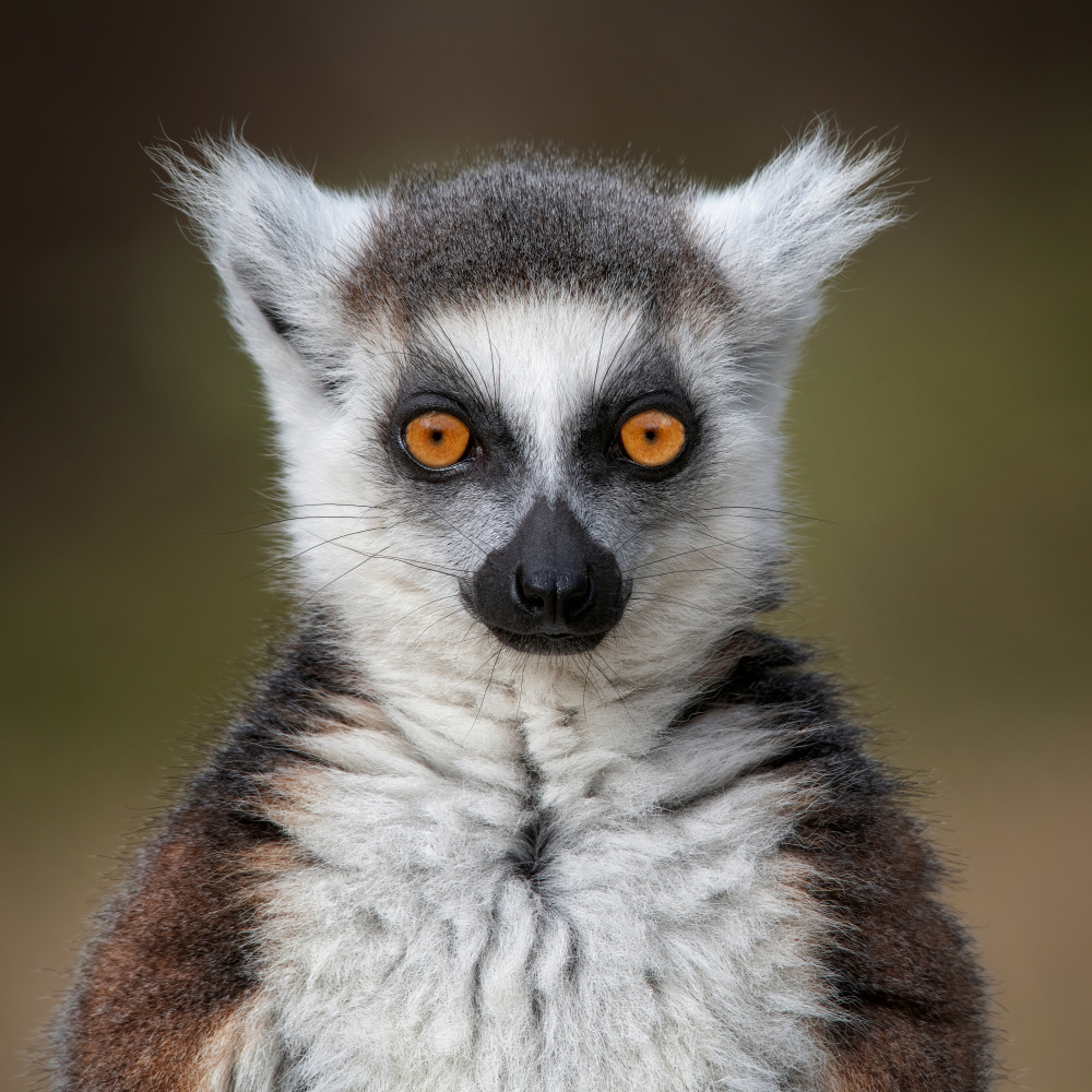 Maki Catta - Lemur catta à Mathilde Guillemot