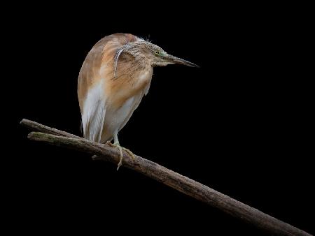 Little Bittern - Ixobrychus Minutus