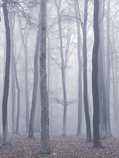 trees in fog