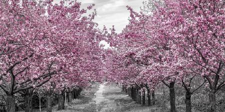 Une allée de cerisiers en fleurs enchanteresse