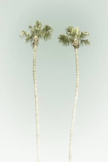 Idylle minimaliste avec palmiers sur la plage | Vintage  