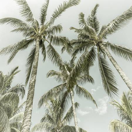 Idylle de palmiers vintage 