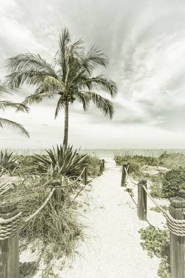 Chemin de la plage - Palms & Sea | Ancien