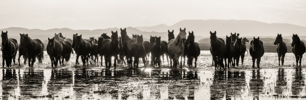 Horses... à Merthan Kortan
