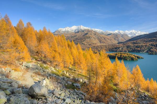 Goldener Herbst am Silsersee im Engadin in der Schweiz à Michael Valjak