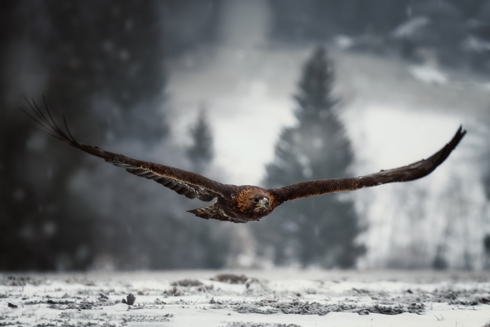 Eagle in winter time à Michaela Firešová