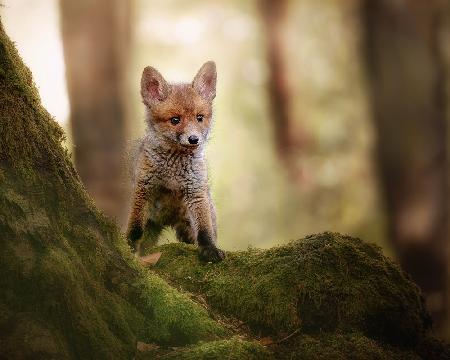 Fox cub