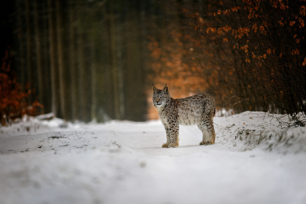 Bobcat in winter forest à Michaela Firešová