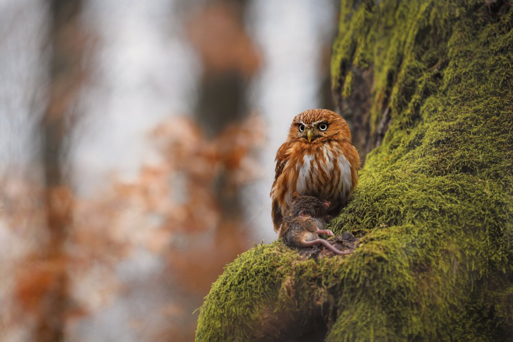 Pygmy owl à Michaela Firešová