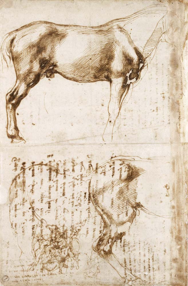 Anatomic Horse study à Michelangelo Buonarroti