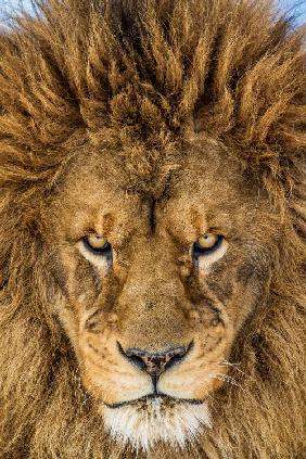 Lion sérieux