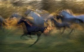 fiery gallop