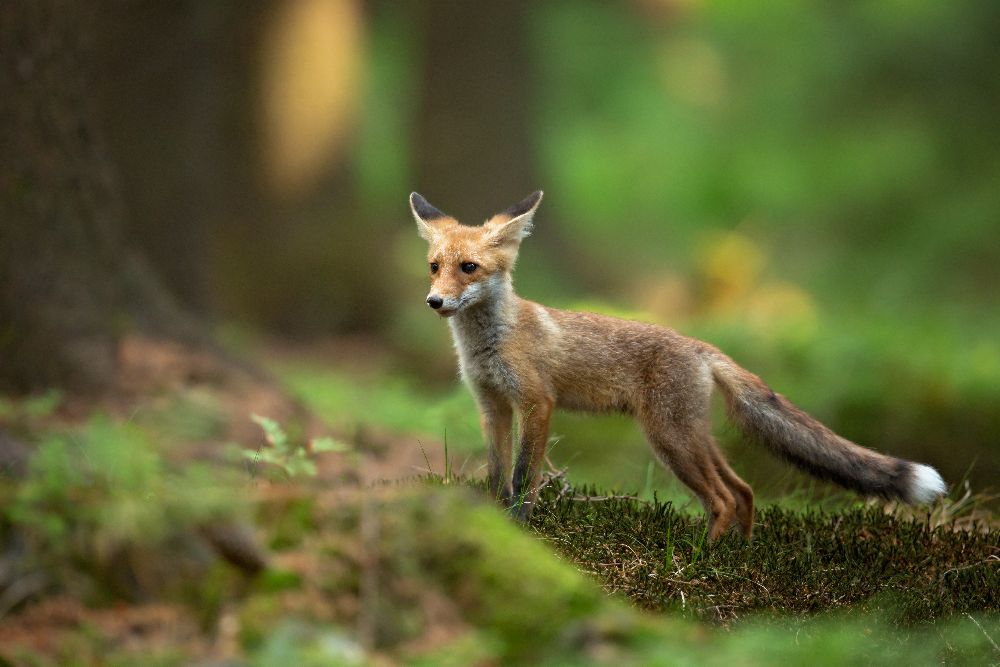 Red Fox à Milan Zygmunt