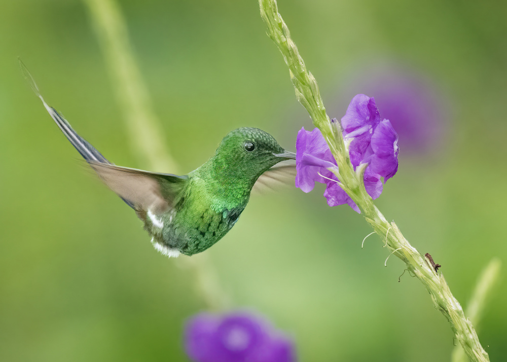 A fueling hummingbird à Ming Chen