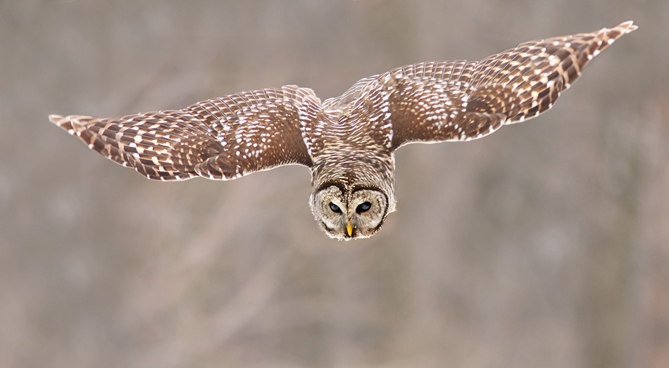 Hunting Barred Owl à Mircea Costina