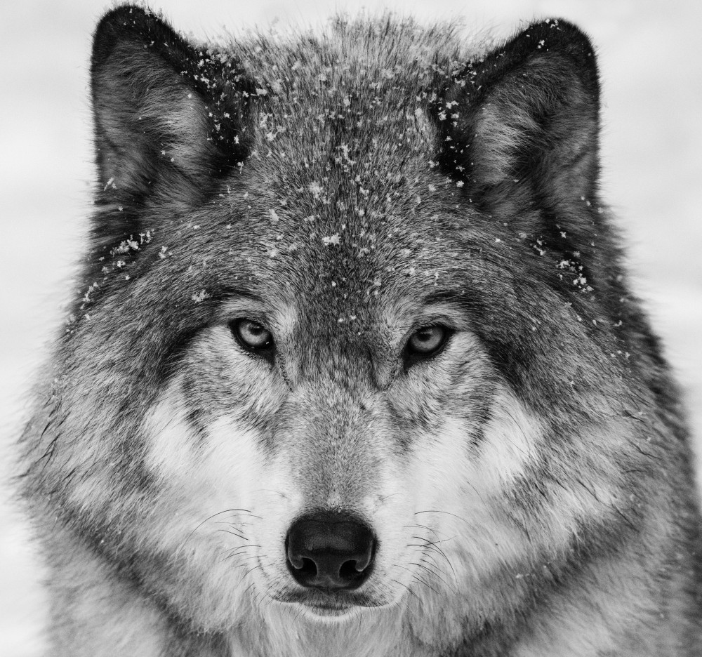 Wolf Portrait à Mircea Costina