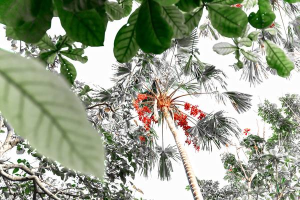 Palme hinter Blättern, Regenwald, Bali, Floral, Fotokunst à Miro May