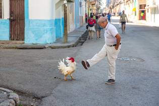 Viva Rooster 