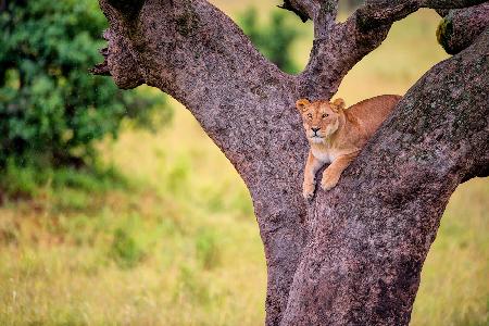 Tree Rest