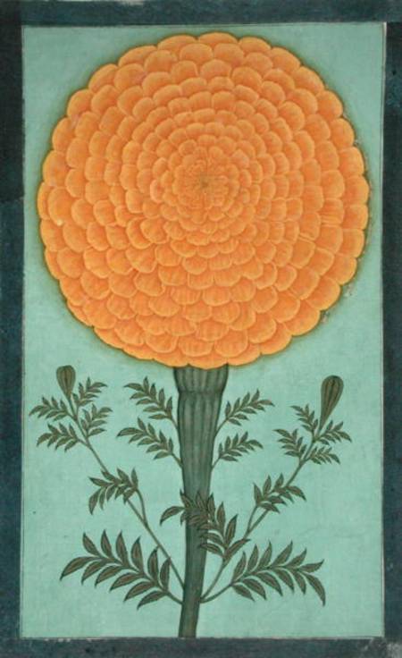 A Marigold, from the Small Clive Album  on à École moghole