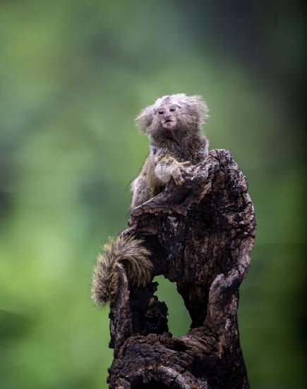 Marmoset