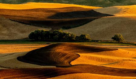 Palouse Field