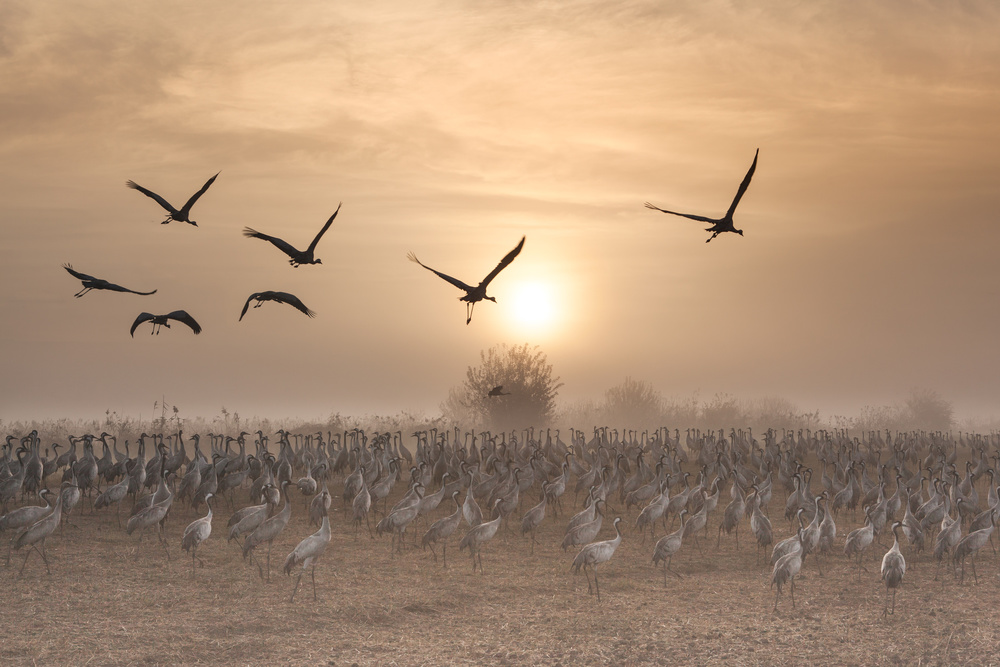 Cranes at sunrise... à Natalia Rublina
