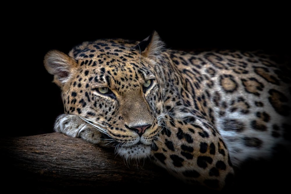 Leopard resting à Nauzet Baez Photography