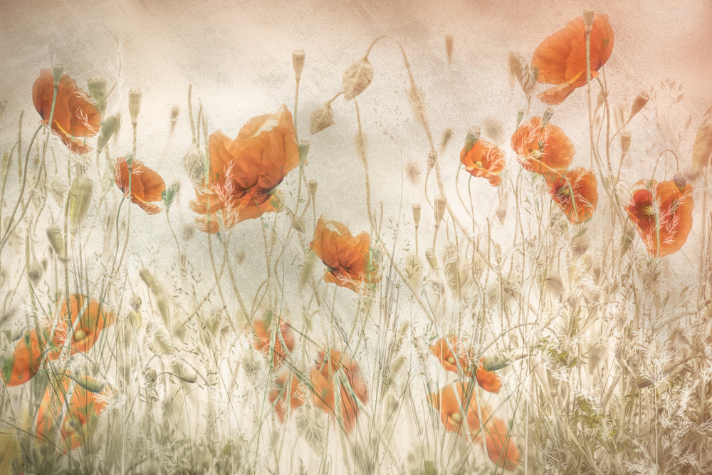 Poppies in the field à Nel Talen