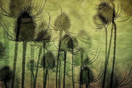 Wild Teasel