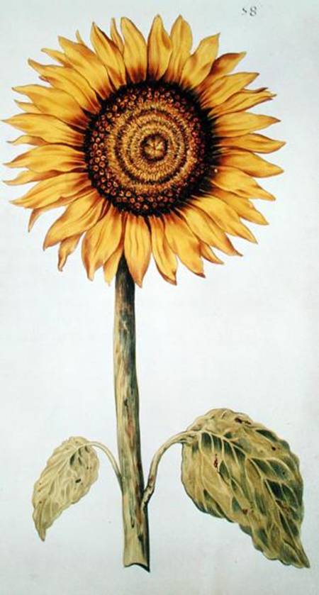 Sunflower or Helianthus, from 'La Guirlande de Julie' à Nicolas Robert