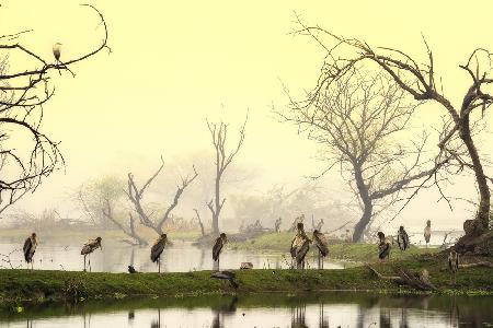 Painted storks at rest