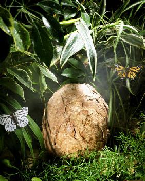 A Fossilized Dinosaur Egg, Probably Of The Sauropod Hypselosaurus