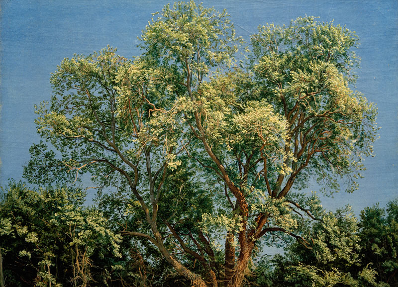 A.A.Iwanow, Baum im Chigi-Park à 