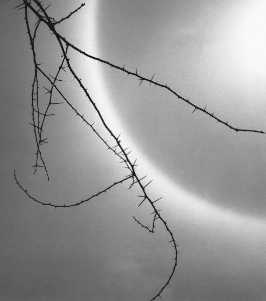 Barbed branch of thorny plant (b/w photo)  à 