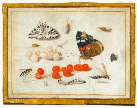 Butterfly, Caterpillar, Moth, Insects, and Currants