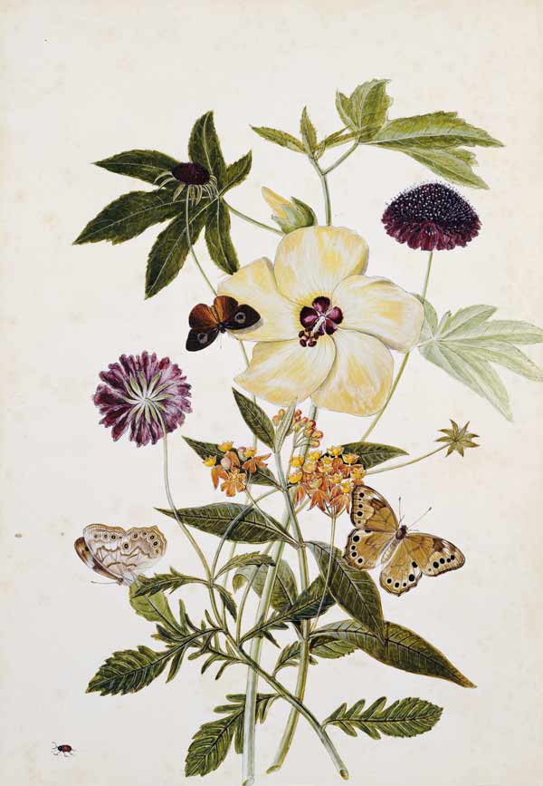 Milkweed,  Poppy And Hibiscus  With Butterflies And A Beetle à 