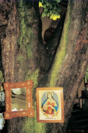 Branch between tree trunks lit up Mother Mary adding (photo) 