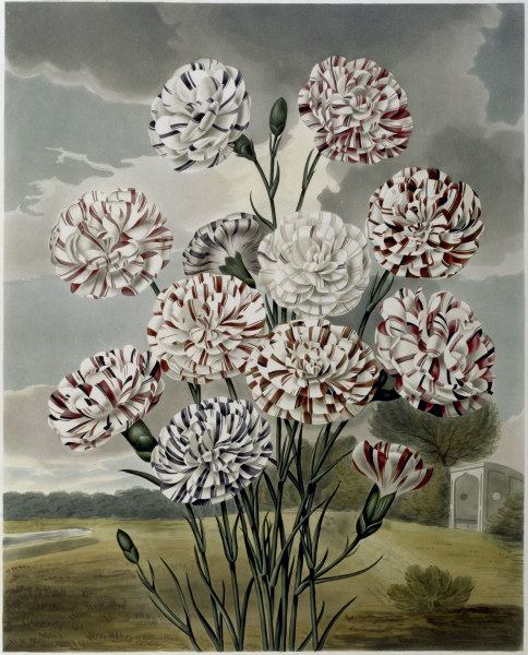 Carnations / Aquatint / S.Curtis 1820 à 