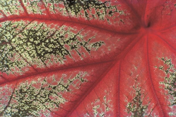 Close up of caladium leaf pattern, Bangalore (photo)  à 
