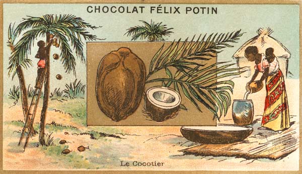 Coconut Palm / Collector s Card, c.1890 à 