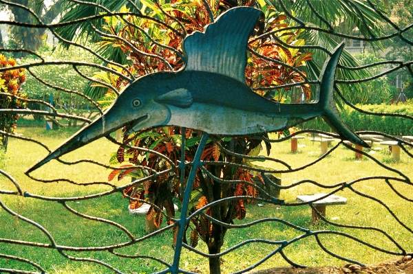 Croton highlighting fish fencing of garden (photo)  à 